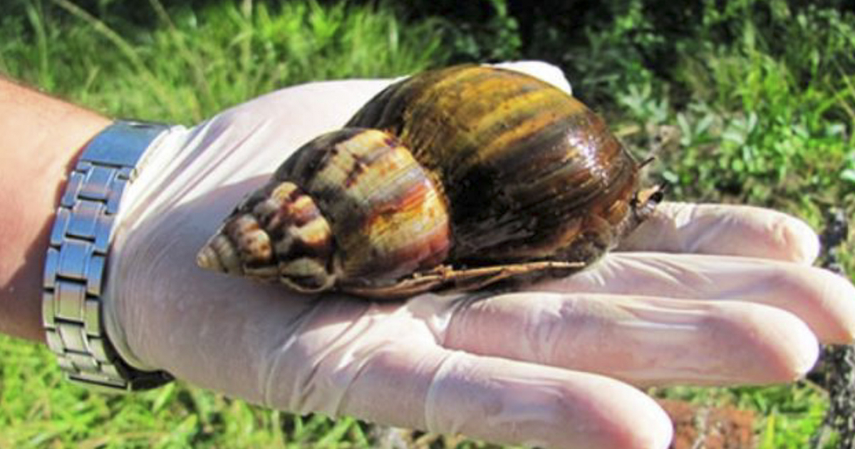 Caracol gigante africano © Guerrillero
