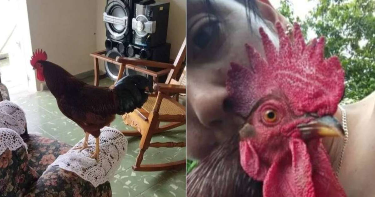 Pollito © Lianne Isabel Sánchez / Facebook
