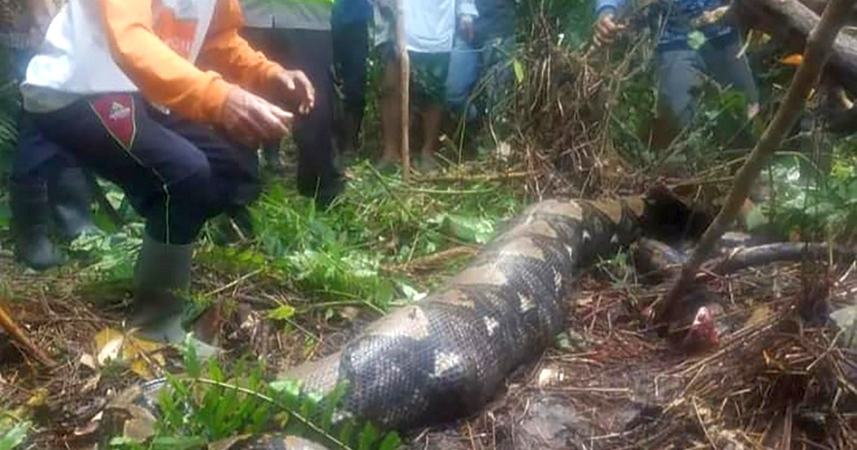 La pitón de 6.7 metros que engulló a una mujer en Indonesia. © ViralPress