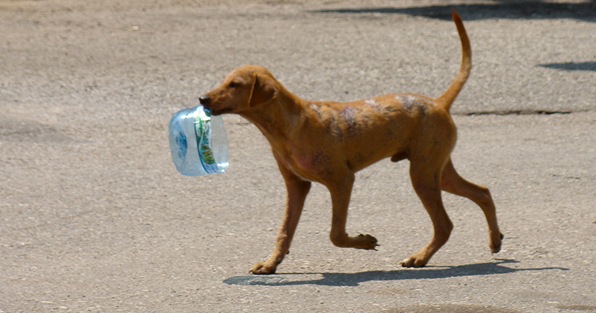 La actual ola de calor afecta a los animales callejeros. © CiberCuba