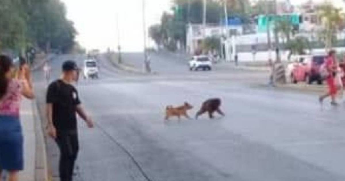 Mono Fugado © Cantalo TV/Facebook