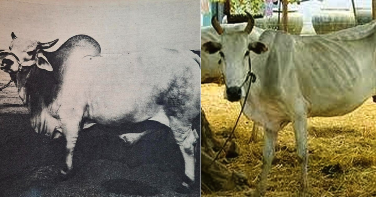 Cebú de 3 años y medio y dos mil libras, 1957/ vaca cubana 2024 © CiberCuba