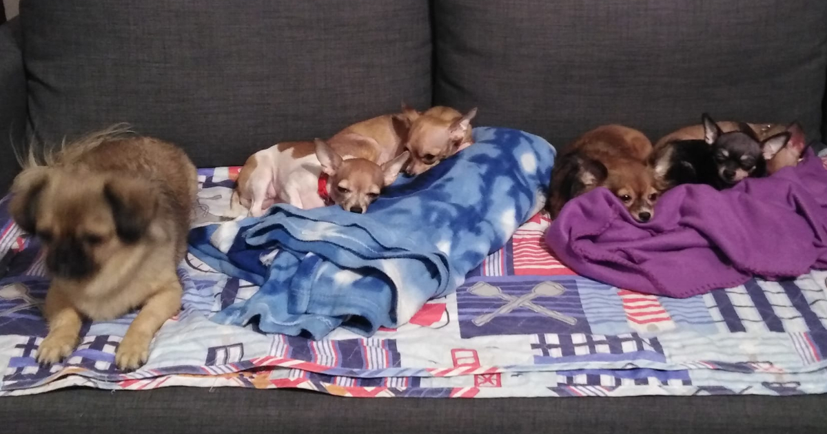 Mascotas (Imagen de referencia) © Facebook / Sociedad protectora de animales en Cuba / Regla C. Doreste Reyes