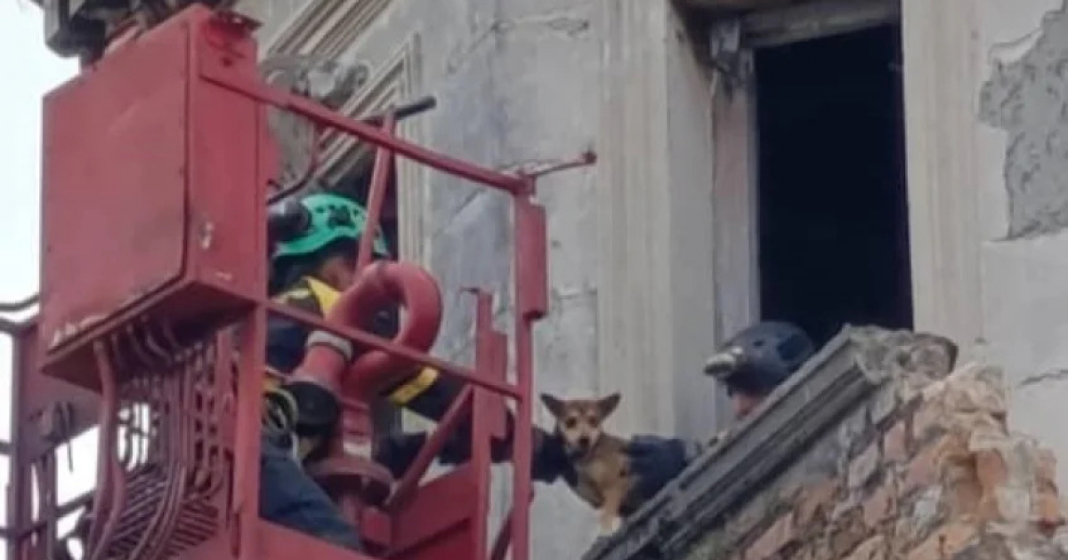 Bomberos rescatan a dos perritos en La Habana © Facebook / SOS callejeros. Cuba / Darlen Nona